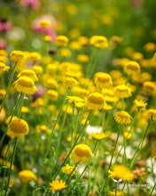 Load image into Gallery viewer, Dyer&#39;s Chamomile
