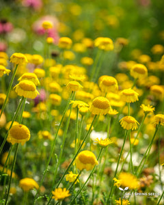 Dyer's Chamomile
