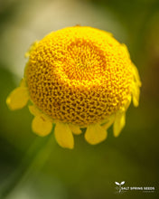 Load image into Gallery viewer, Dyer&#39;s Chamomile
