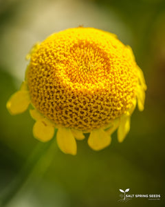Dyer's Chamomile