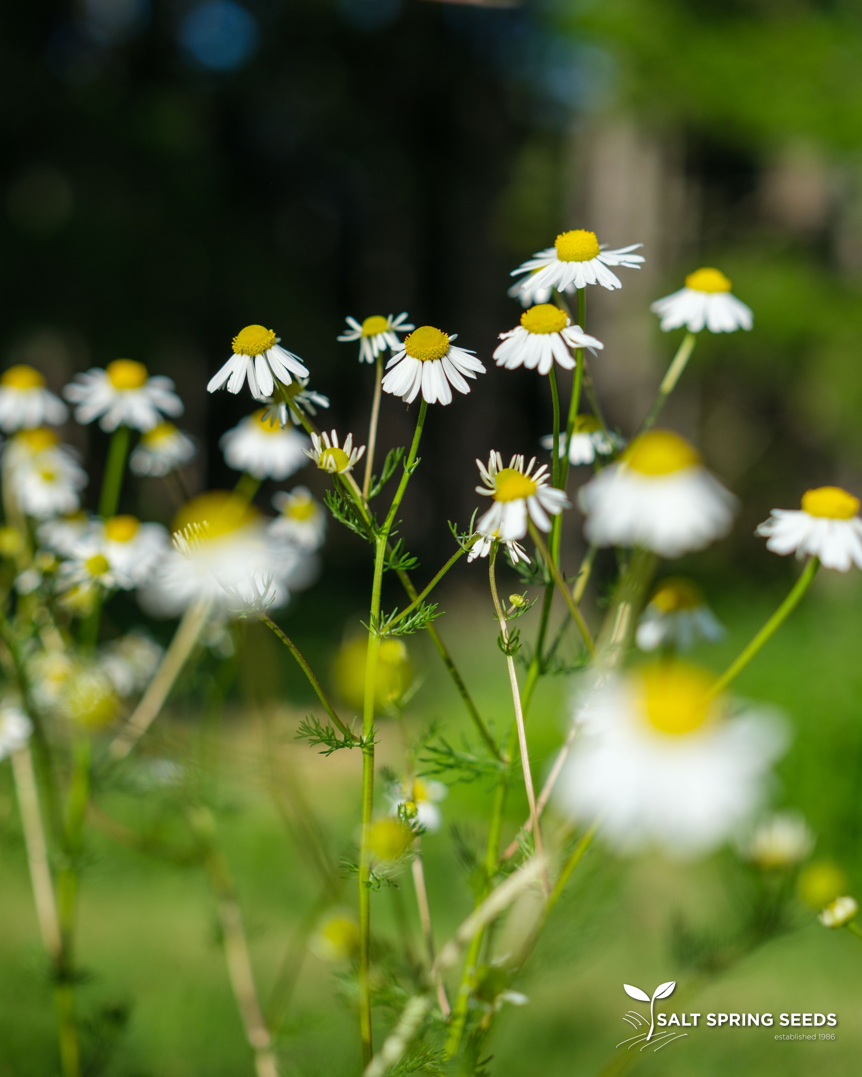 German Chamomile Seeds, Organic & Heirloom
