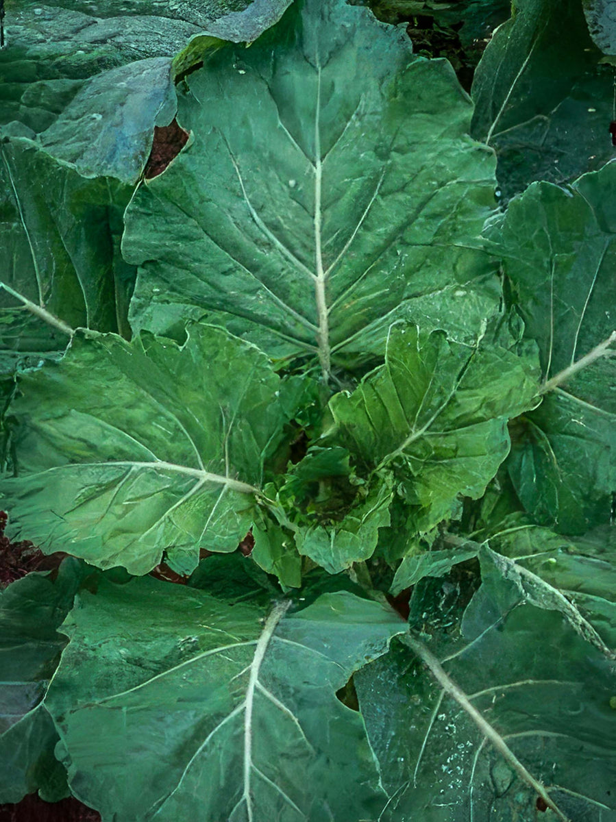 Champion Collards Seeds, Organic & Heirloom - Canada