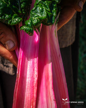 Load image into Gallery viewer, Peppermint Chard Seeds
