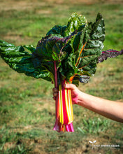 Load image into Gallery viewer, Rainbow Chard (Beta vulgaris var.)
