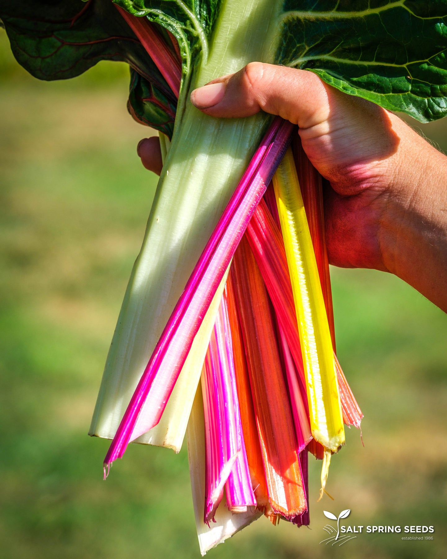 Rainbow Chard (Beta vulgaris var.)