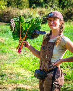 Rainbow Chard (Beta vulgaris var.)