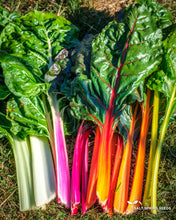 Load image into Gallery viewer, Rainbow Chard (Beta vulgaris var.)
