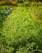 Load image into Gallery viewer, Black Kabuli Chickpea Seeds
