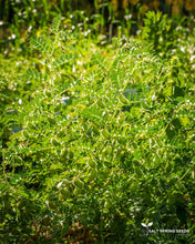 Load image into Gallery viewer, Black Kabuli Chickpea Seeds
