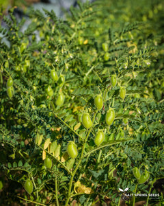 Spello Chickpea Seeds - Organic & Heirloom