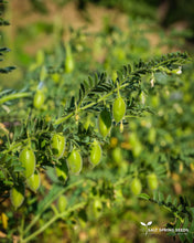 Load image into Gallery viewer, Chickpea of Spello
