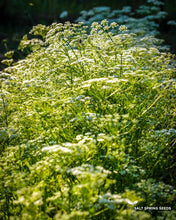 Load image into Gallery viewer, Cilantro &quot;Cut &amp; Come Again&quot;
