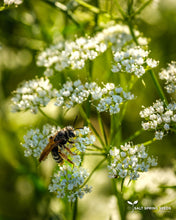 Load image into Gallery viewer, Cilantro &quot;Cut &amp; Come Again&quot;
