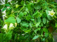 Codonopsis Seeds