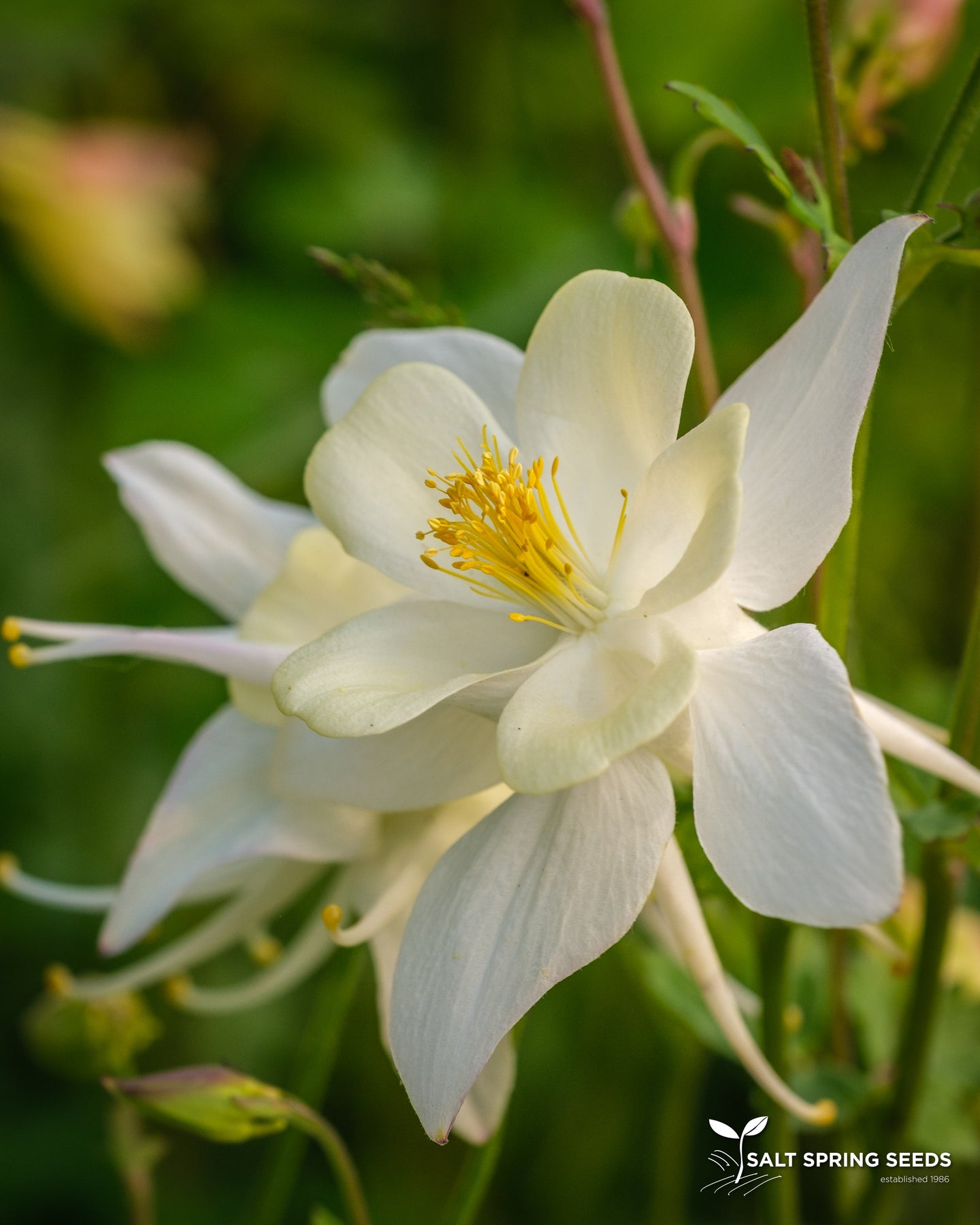 Columbine - McKana Giant Mix