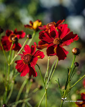 Load image into Gallery viewer, Cinnamon Dyer&#39;s Coreopsis (Coreopsis tinctoria)

