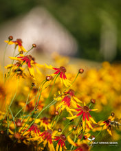 Load image into Gallery viewer, Coreopsis - Mardi Gras
