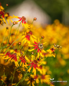 Coreopsis - Mardi Gras