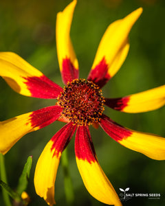 Coreopsis - Mardi Gras