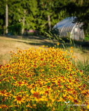 Load image into Gallery viewer, Coreopsis - Mardi Gras
