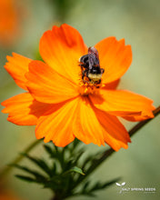 Load image into Gallery viewer, Buddha’s Hand Cosmos (Cosmos sulphureus)
