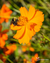 Load image into Gallery viewer, Buddha’s Hand Cosmos (Cosmos sulphureus)
