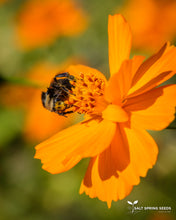 Load image into Gallery viewer, Buddha’s Hand Cosmos (Cosmos sulphureus)
