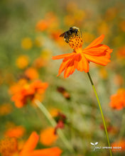Load image into Gallery viewer, Buddha’s Hand Cosmos (Cosmos sulphureus)
