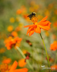 Buddha’s Hand Cosmos (Cosmos sulphureus)