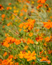 Load image into Gallery viewer, Buddha’s Hand Cosmos (Cosmos sulphureus)
