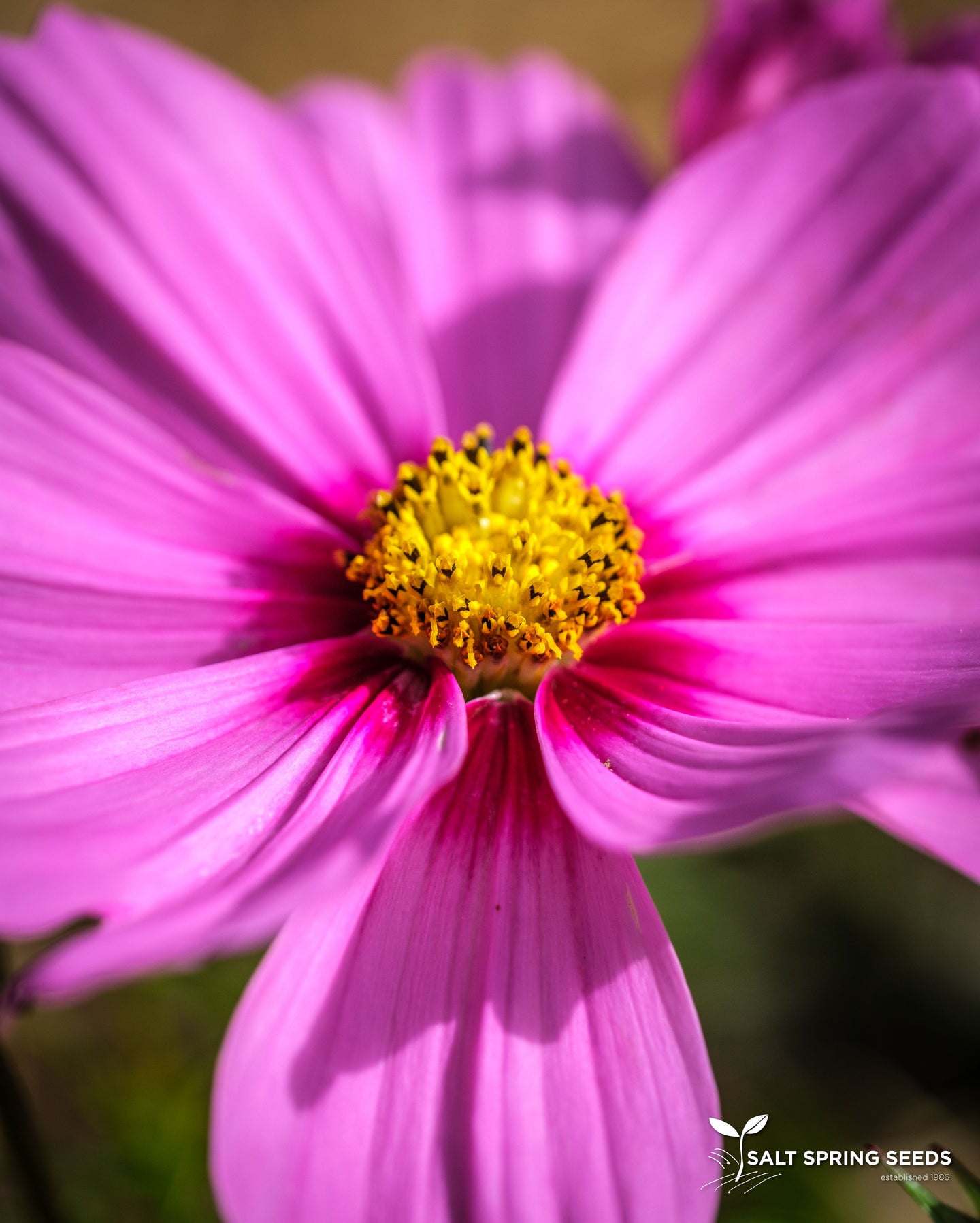 Cosmos Mix (Cosmos bipinnatus)