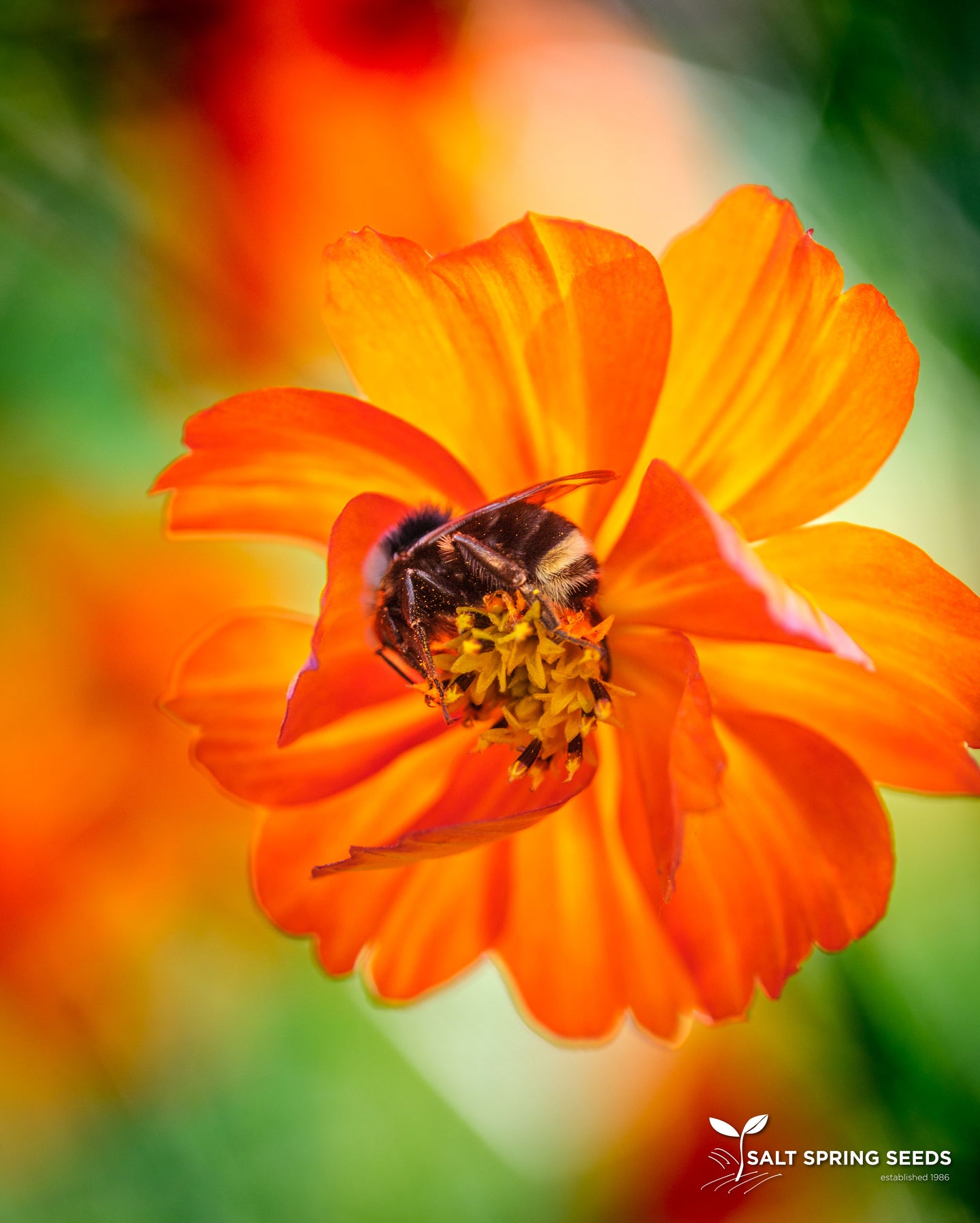 Tango Cosmos