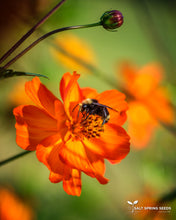 Load image into Gallery viewer, Tango Cosmos
