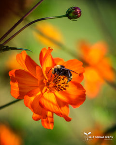 Tango Cosmos