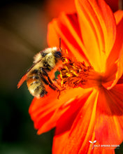 Load image into Gallery viewer, Tango Cosmos
