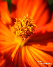 Load image into Gallery viewer, Tango Cosmos
