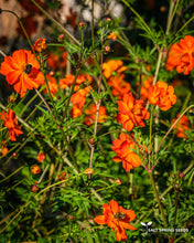 Load image into Gallery viewer, Tango Cosmos
