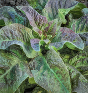 Cracoviensis Looseleaf Lettuce Seeds