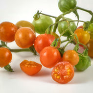 Cuatomate Tomato Seeds