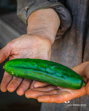Load image into Gallery viewer, Marketmore 76 Cucumber Seeds
