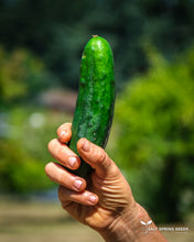 Load image into Gallery viewer, Marketmore 76 Cucumber Seeds
