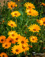 Load image into Gallery viewer, African Daisy (Dimorphotheca Aurantiaca)
