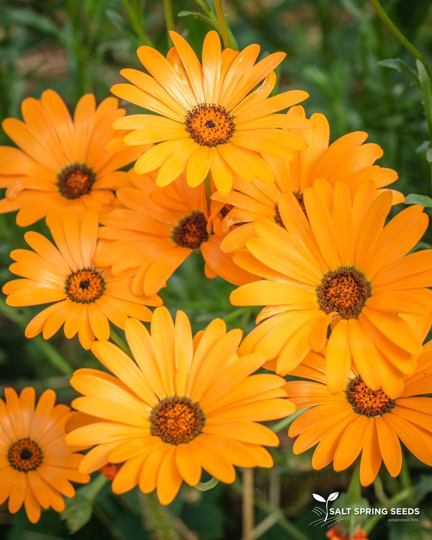 African Daisy (Dimorphotheca Aurantiaca)