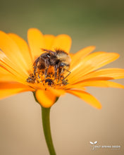 Load image into Gallery viewer, African Daisy (Dimorphotheca Aurantiaca)
