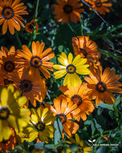 Load image into Gallery viewer, African Daisy (Dimorphotheca Aurantiaca)
