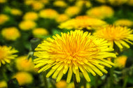 Dandy Dandelion Seeds