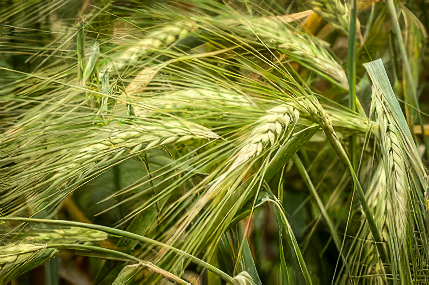 Dark Northern Rye Seeds, Organic & Heirloom - Canada