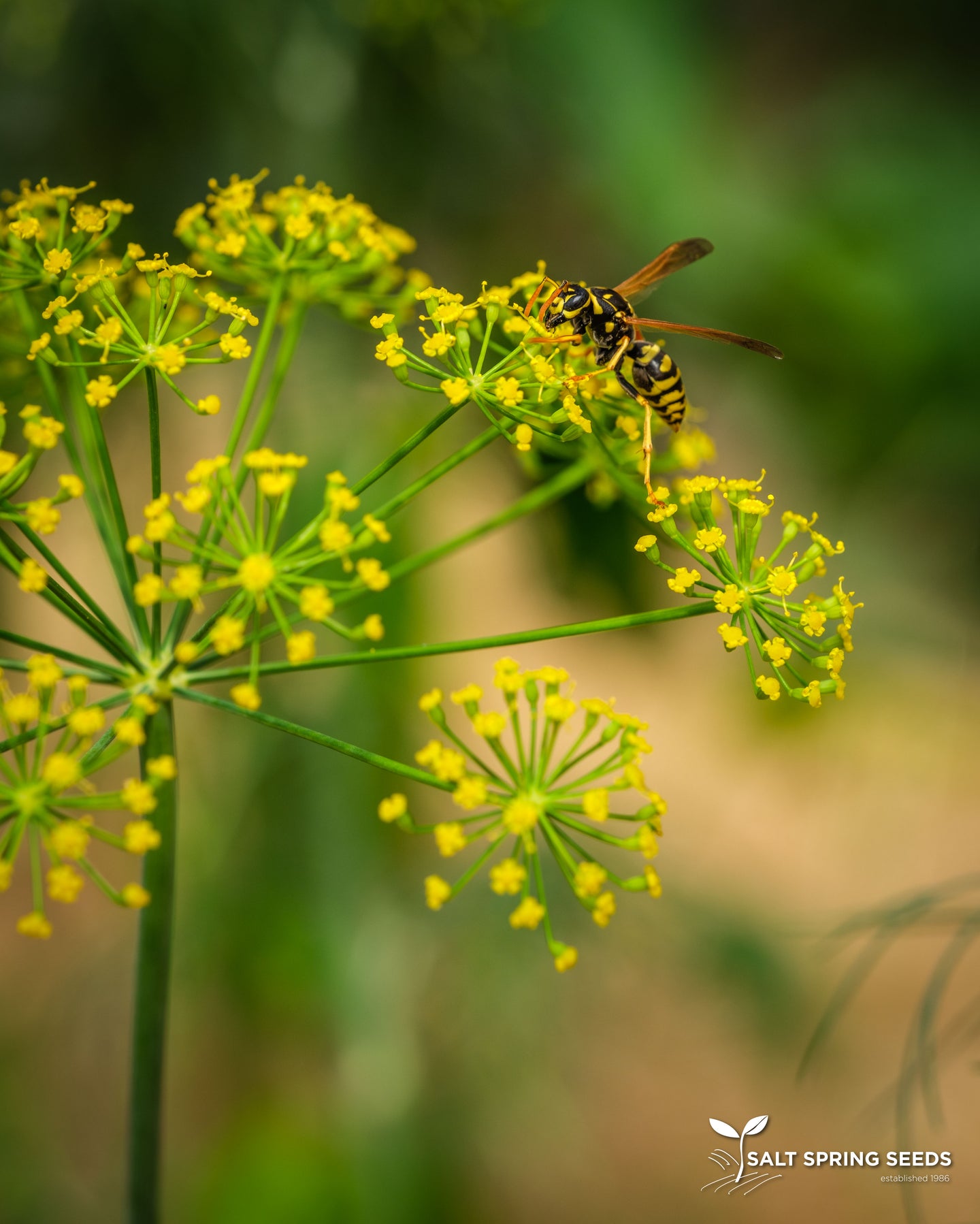 Shevid Persian Dill (Anethum graveolens)