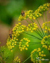 Load image into Gallery viewer, Shevid Persian Dill (Anethum graveolens)
