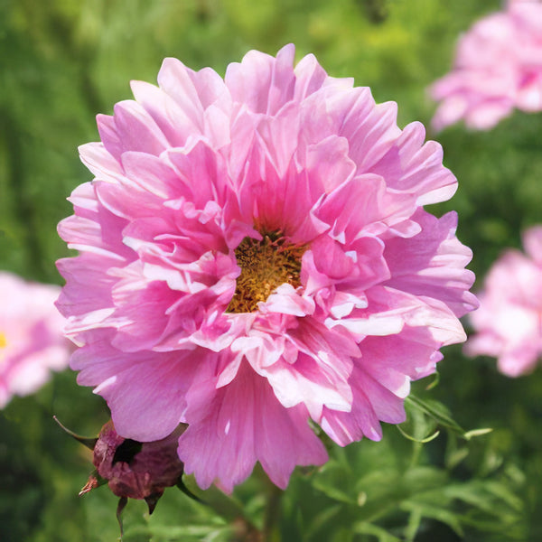 DoubleDutchRoseCosmosscaled_gr